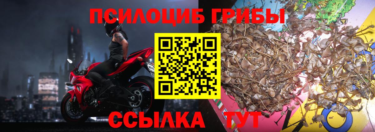 Галлюциногенные грибы Psilocybine cubensis Норильск